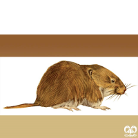 گونه ول علفزار  Schelkovnikovs Pine Vole